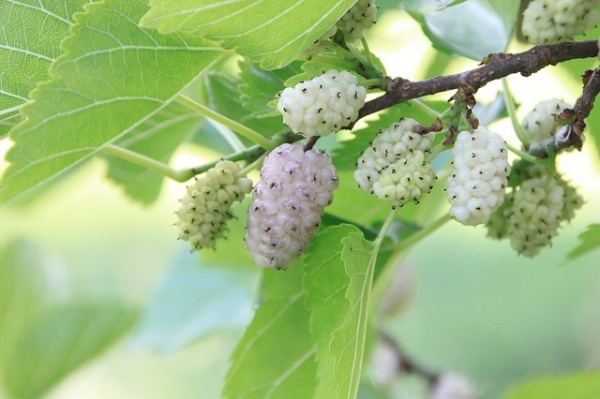 White mulberries