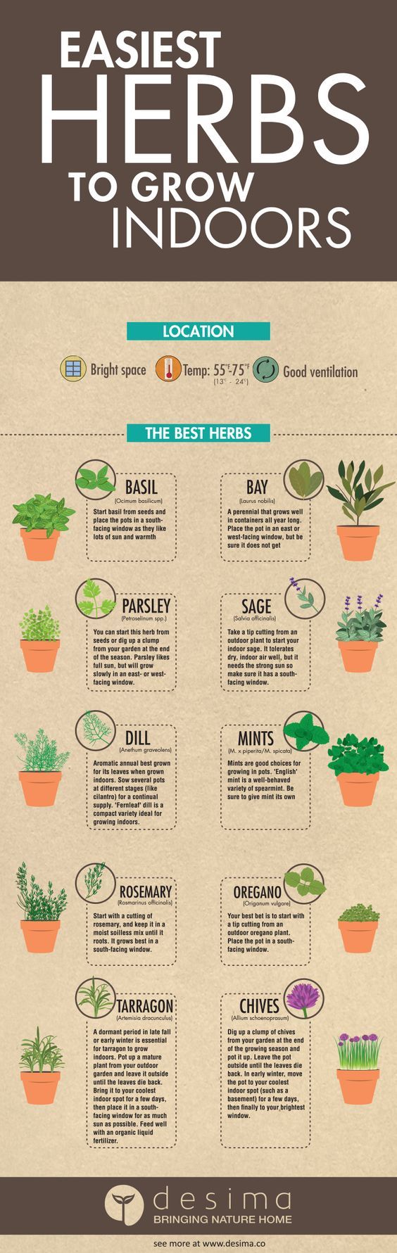 Easist Herbs to Grow Indoors