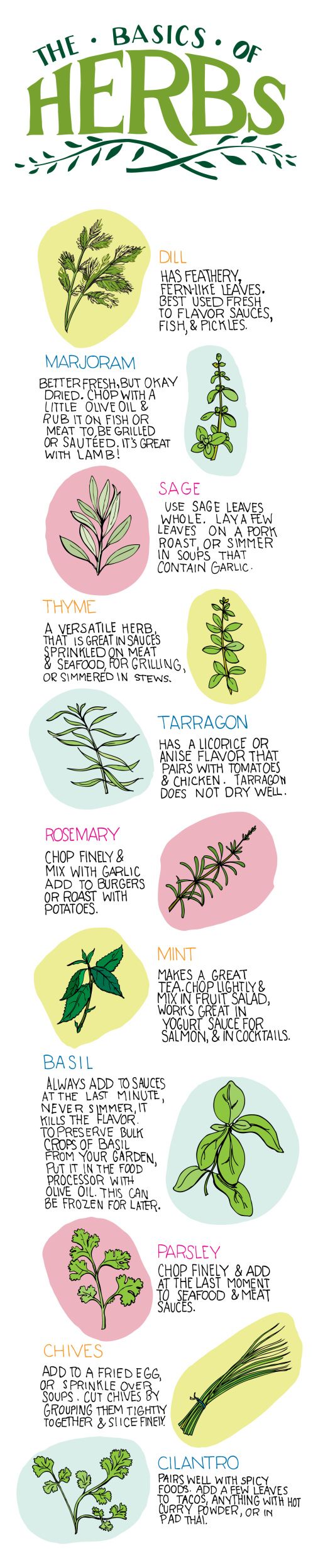 The Basics of Herbs