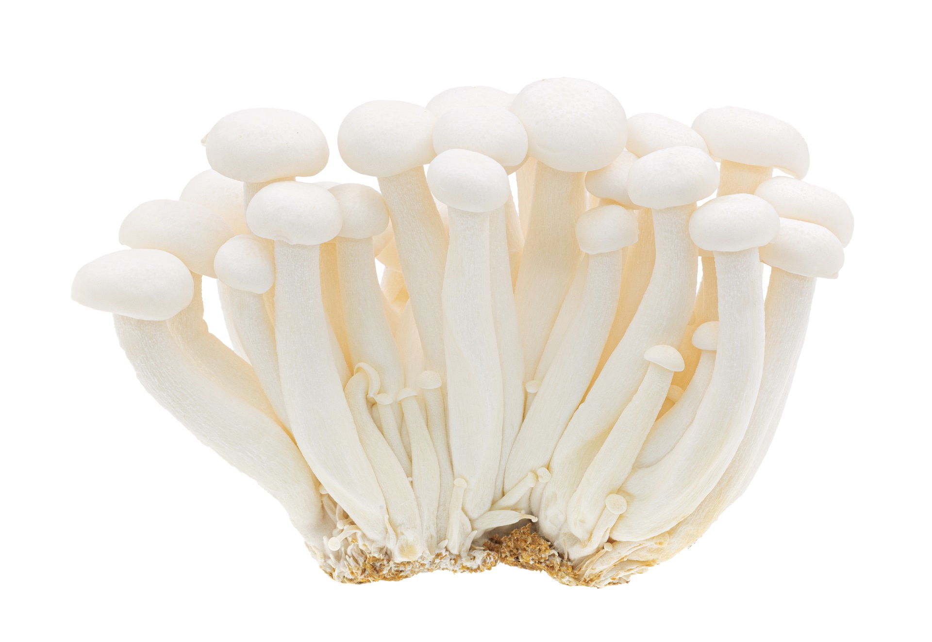 White Beech Mushroom